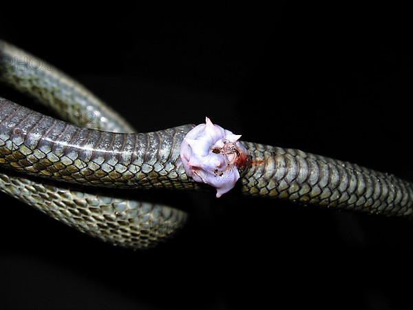 Japanese island snake