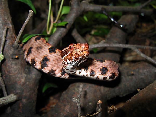 Red pygmy rattlesnake