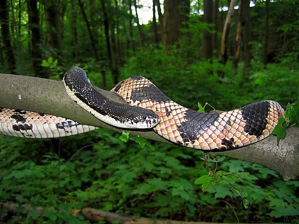 Black and white bull snake