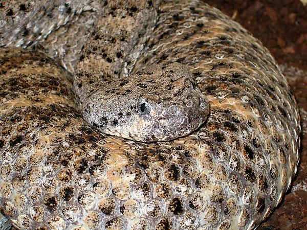 Spotted Rattlesnake