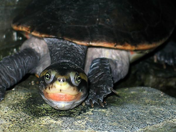 Red-bellied pointed-head turtle
