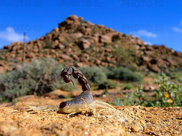 Thick-tailed scorpion