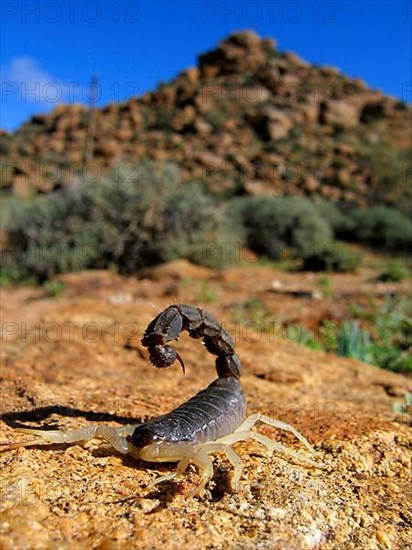 Thick-tailed scorpion