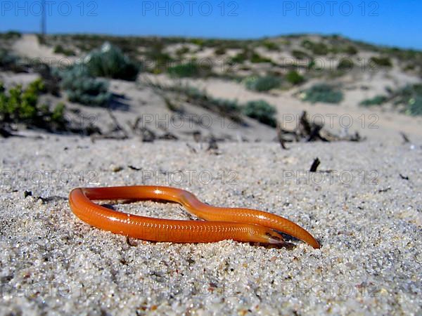 Namaqua Legless Skink