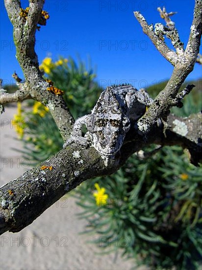 Namaqua dwarf chameleon