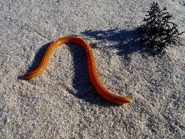 Striped Legless Skink