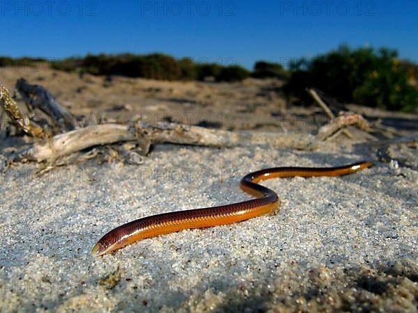 Namaqua Legless Skink