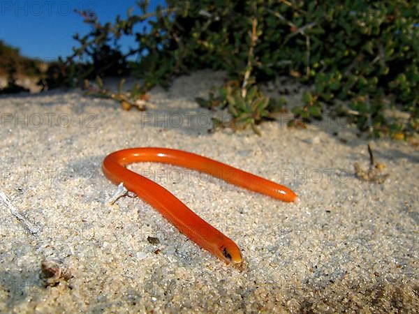 Namaqua Legless Skink