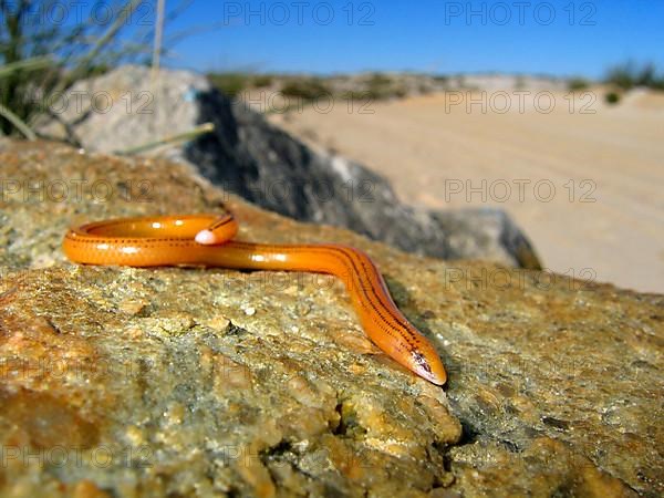 Striped Legless Skink