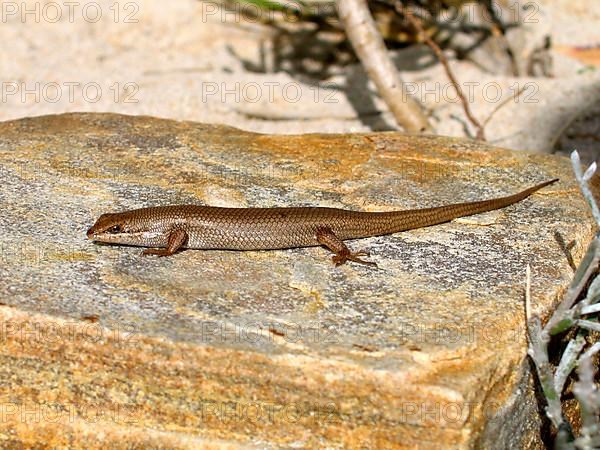 Varied-breasted skink