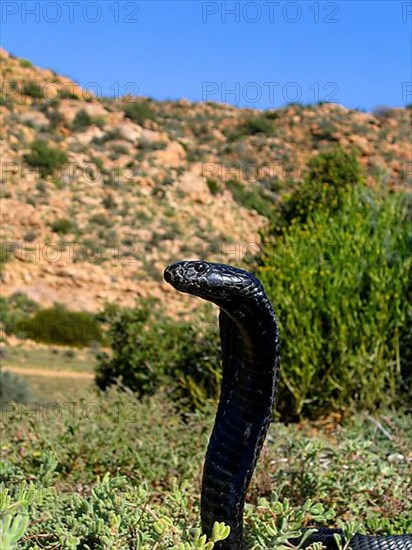 Black spitting cobra