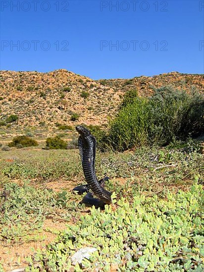 Black spitting cobra