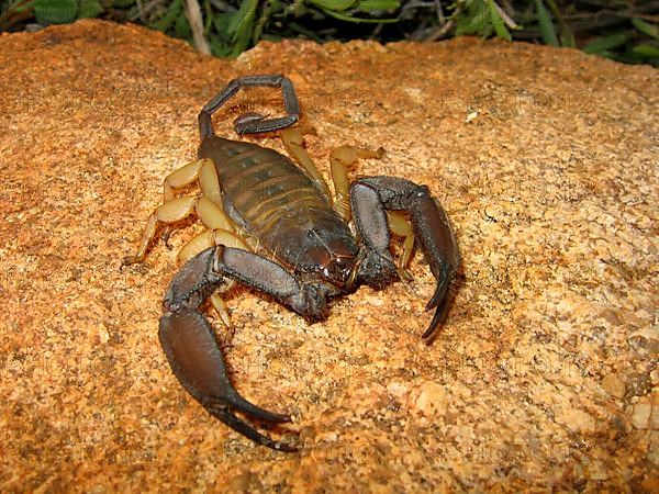 Rock scorpion