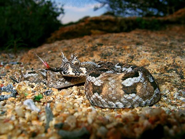 Tufted-browed viper