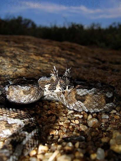 Tufted-browed viper