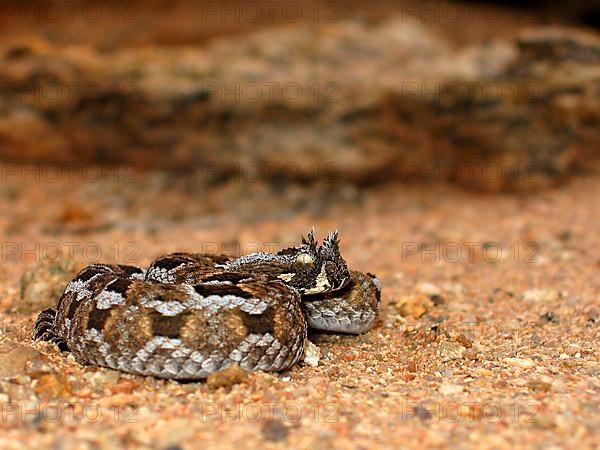 Tufted-browed viper