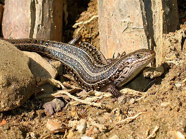 Cape Skink