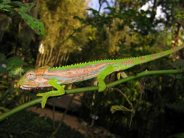 Cape Dwarf Chameleon