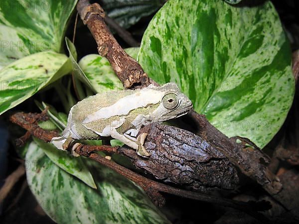 Stub-tailed chameleons