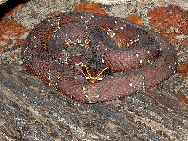 Mexican moccasin viper