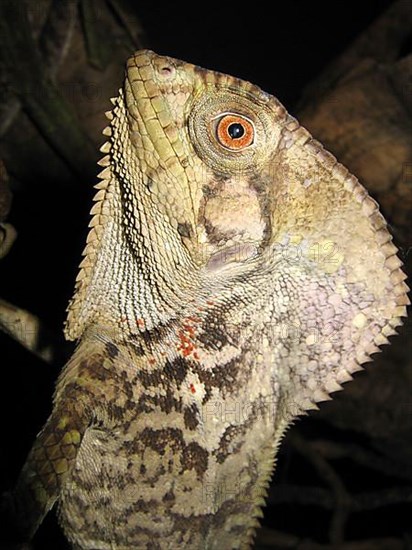 Helmeted Iguana