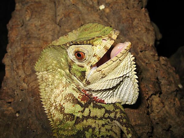 Helmeted Iguana