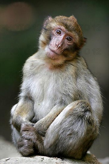 Barbary macaque