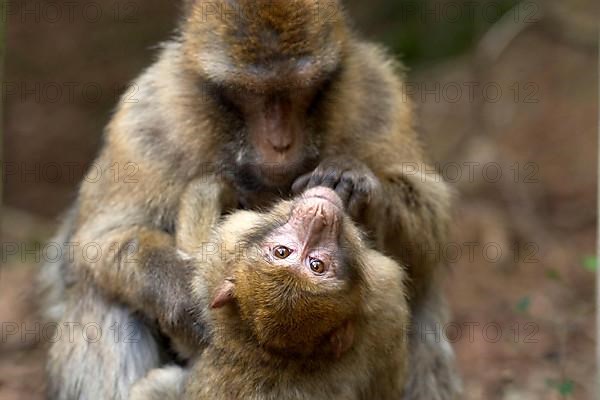 Barbary macaque