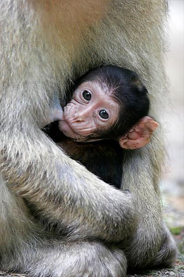 Barbary macaque