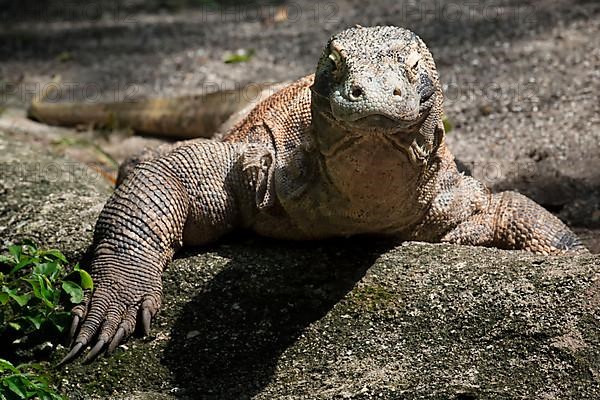 Komodo dragon