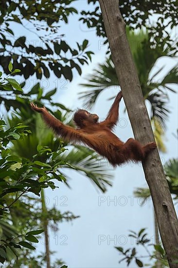 Young Bornean orangutan in a tree