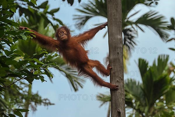 Young Bornean orangutan in a tree