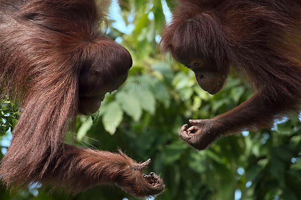 Borneo orangutan pair