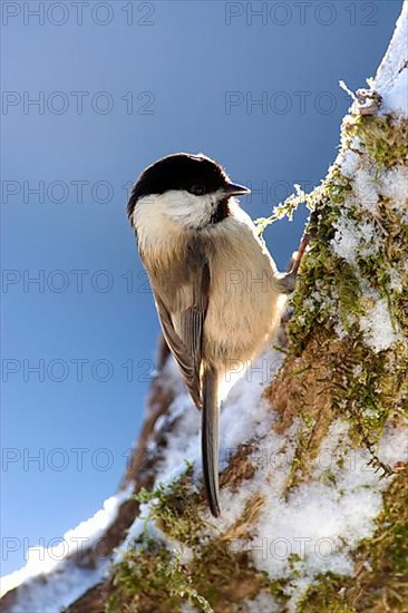 Marsh Tit