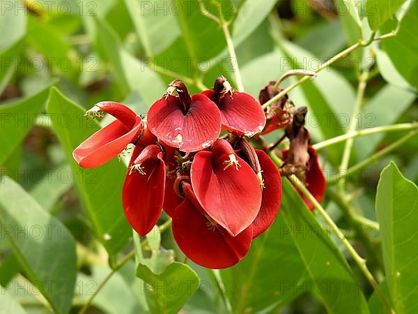 Coral bush