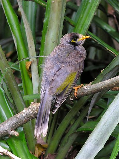 White-fronted Miner