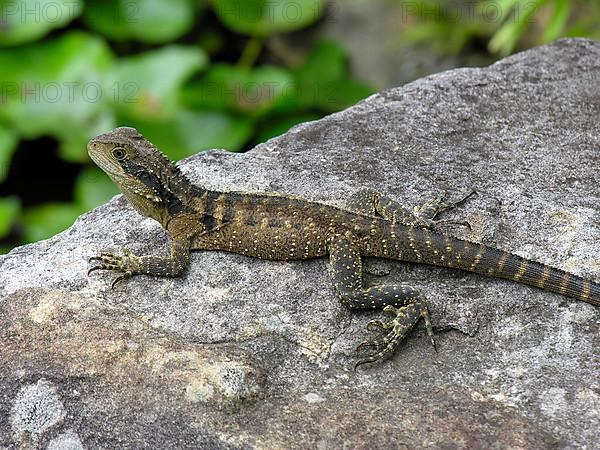 Australian water dragon