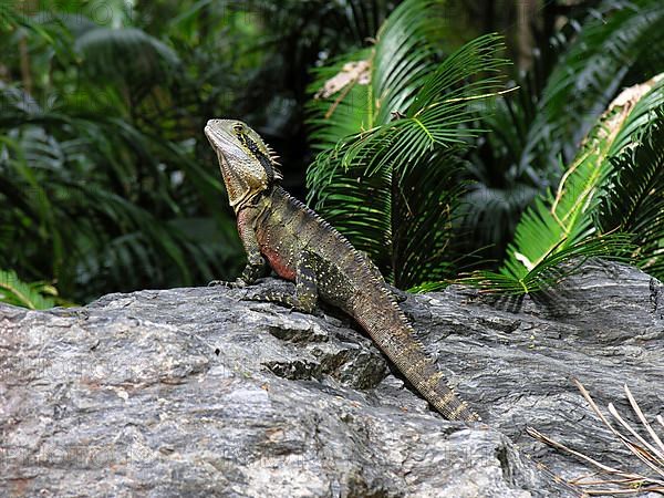 Australian water dragon