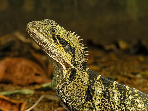 Australian water dragon