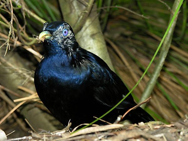 Silk Bowerbird