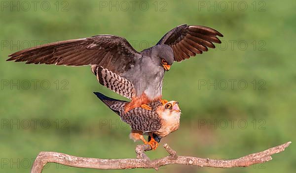 Red-footed Falcon