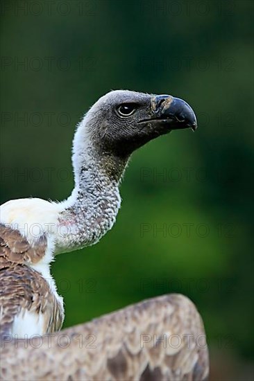 Griffon vulture