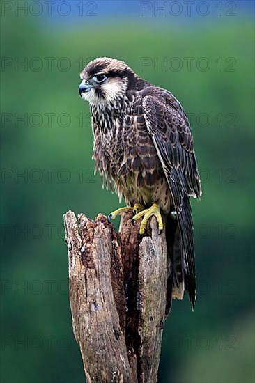 Lanner falcon