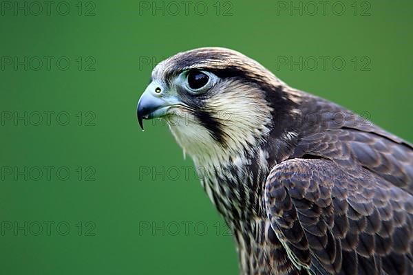 Lanner falcon