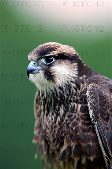 Lanner falcon