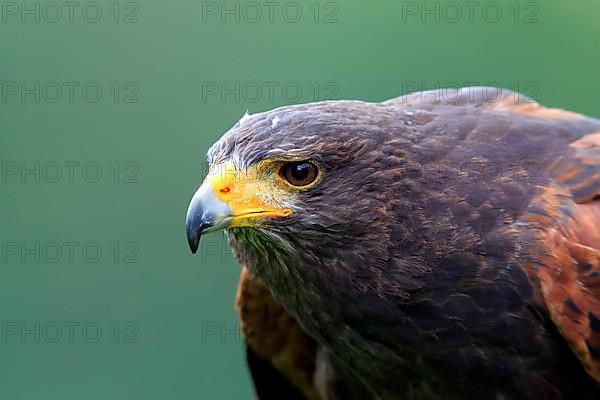 Harris's hawk