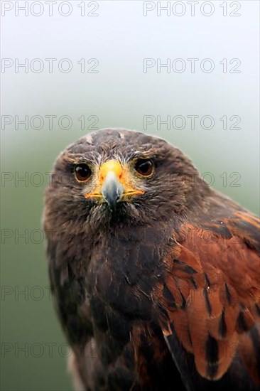 Harris's hawk