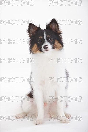 Mixed breed dog