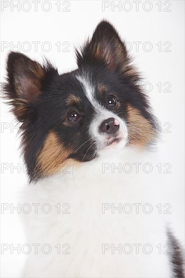 Mixed breed dog