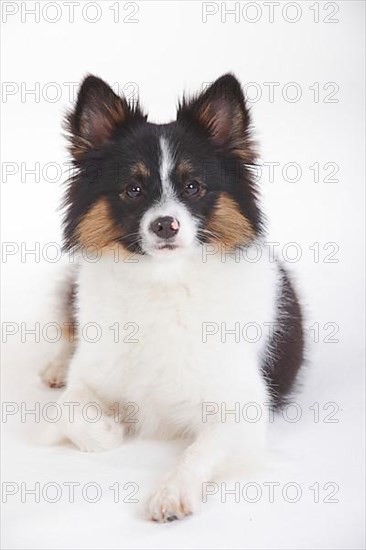 Mixed breed dog